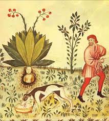 The Mandrake Root: Myth, Magic, and Medieval Madness